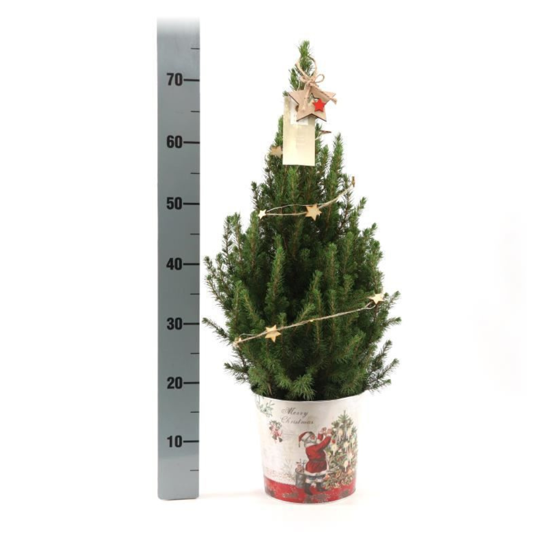 Kleine Kerstboom in Kerstmis sierpot - ↕ 70 cm - Picea Glauca Conica - Sterren Lampjes met batterijen