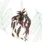 Kunstplant - Begonia Maculata - Stippenbegonia - 80 cm - Forest Plants