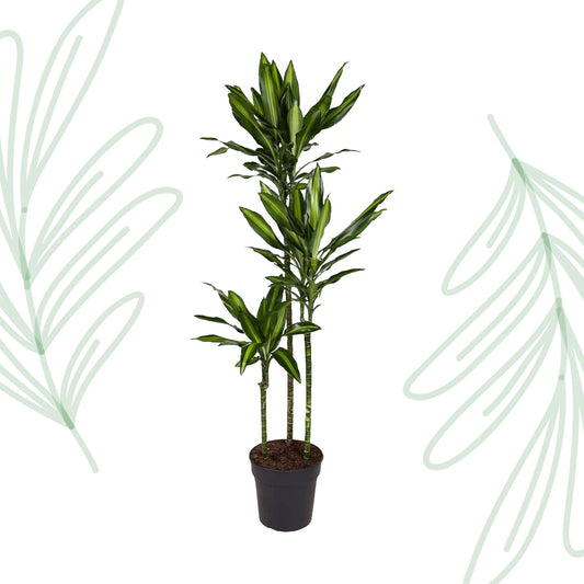 Dracaena Cintho - 160 cm - Forest Plants