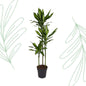 Dracaena Cintho - 160 cm - Forest Plants