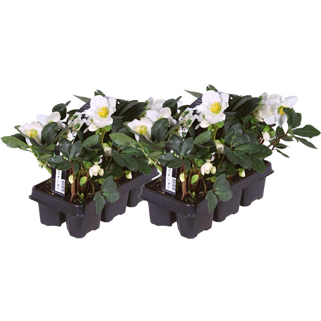 Set van 12 kerstroos planten - Helleborus niger 'Christmas Carol' - Ø 7 cm ↕ 20 cm