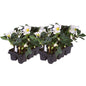 Set van 12 kerstroos planten - Helleborus niger 'Christmas Carol' - Ø 7 cm ↕ 20 cm