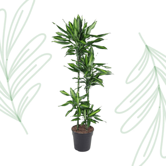 Dracaena Cintho - 150 cm - Forest Plants