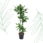 Dracaena Cintho - 150 cm - Forest Plants