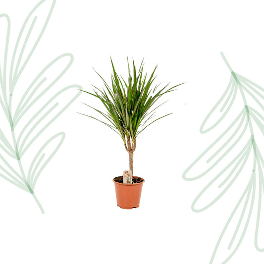 Dracaena Marginata - 60 cm - Forest Plants