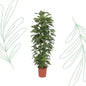 Monstera Monkey Leaf gaasrek - 180 cm - Forest Plants