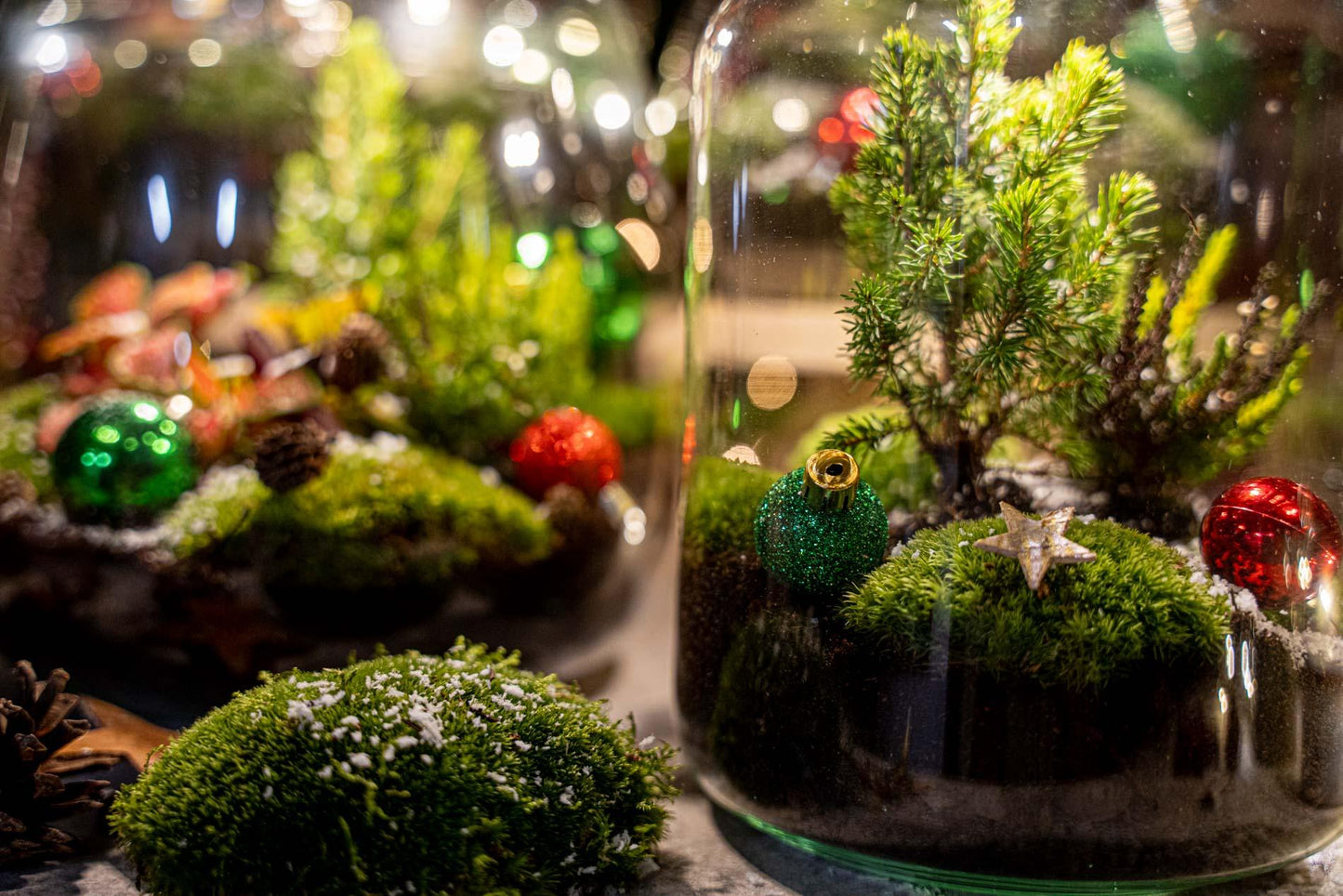 Holly Christmas terrarium - Bottle garden DIY kit - Ø 29 cm ↕ 30 cm