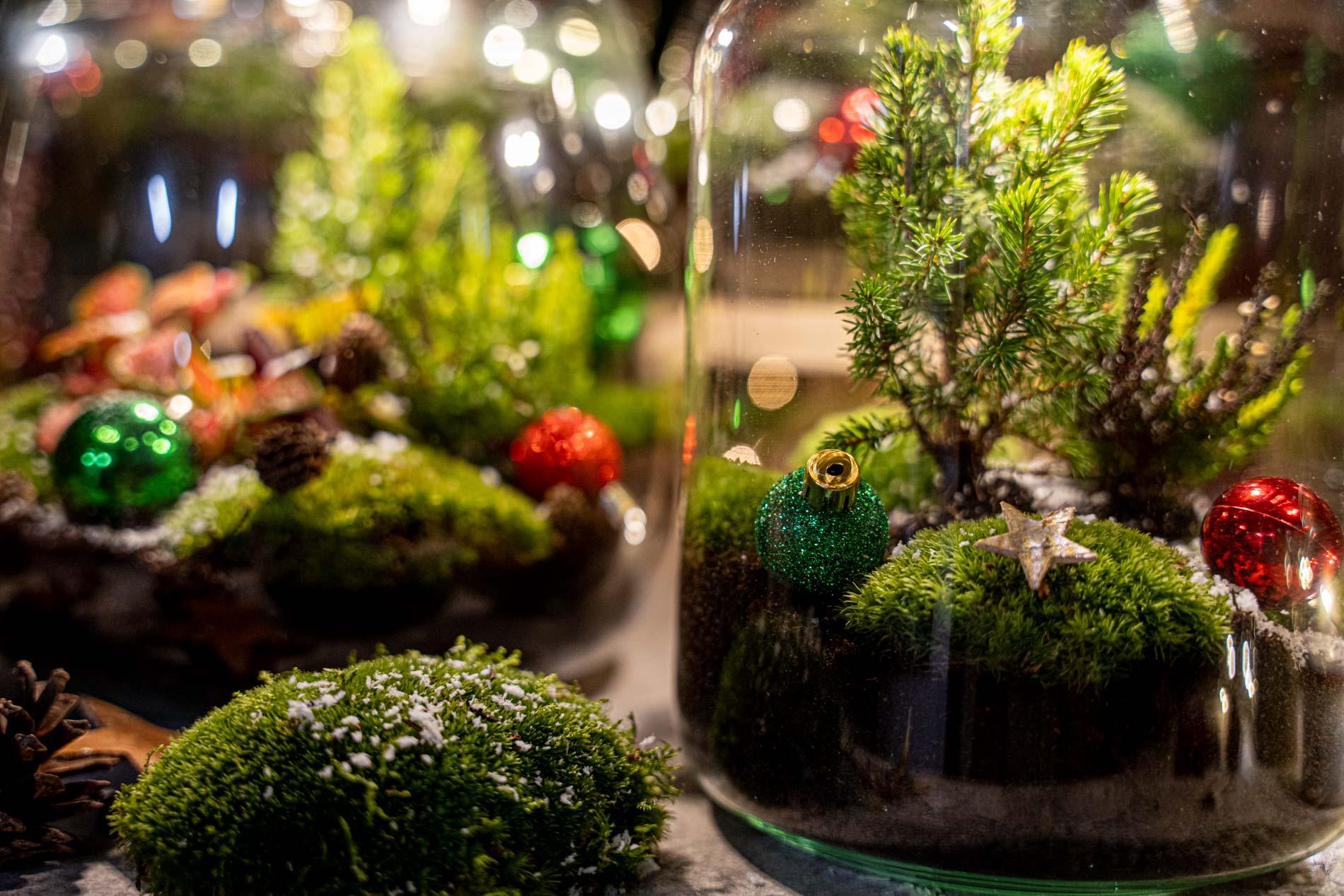 Holly Christmas terrarium - Bottle garden DIY kit - Ø 29 cm ↕ 30 cm
