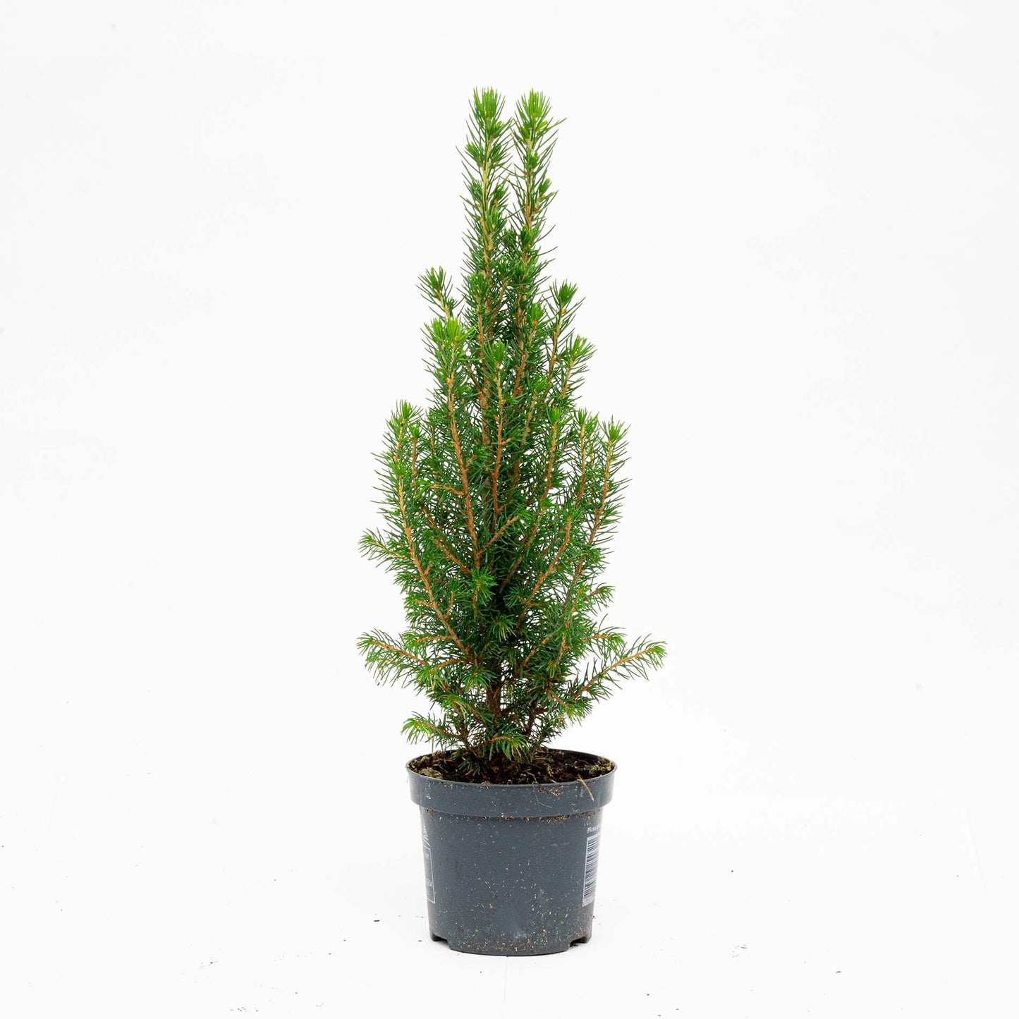 Mini-kerstboom - Chamaecyparis - ↕ 25-30 cm