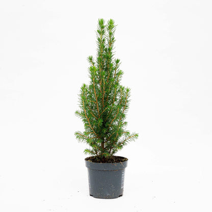 Mini-kerstboom - Chamaecyparis - ↕ 25-30 cm