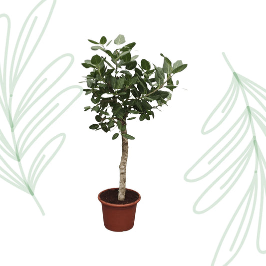 Ficus Benghalensis boom - 200 cm - Forest Plants