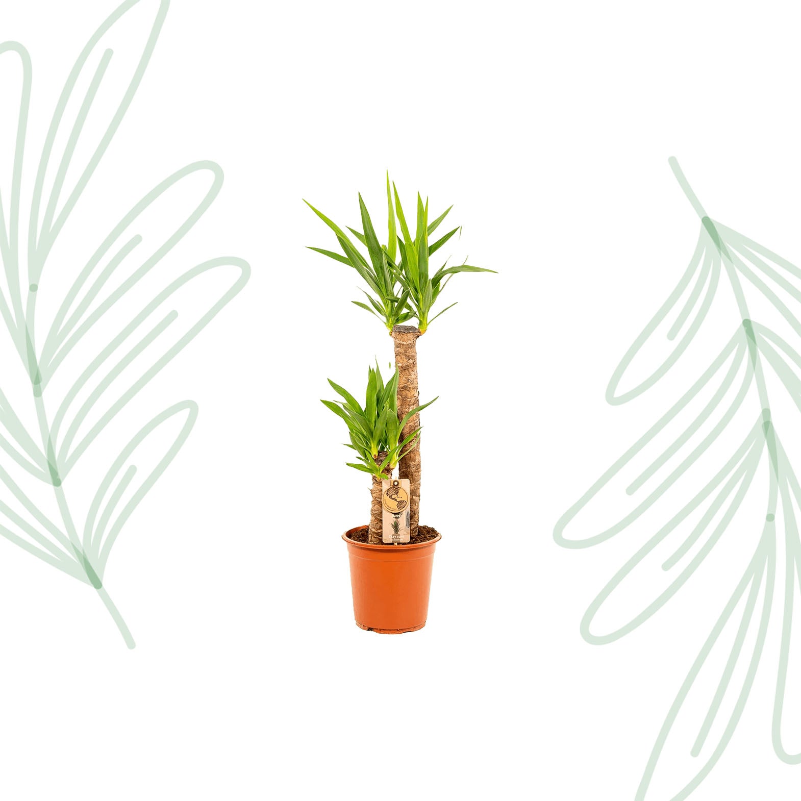 Yucca - 100 cm - Forest Plants
