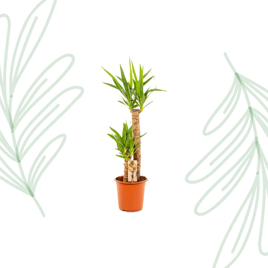 Yucca - 100 cm - Forest Plants