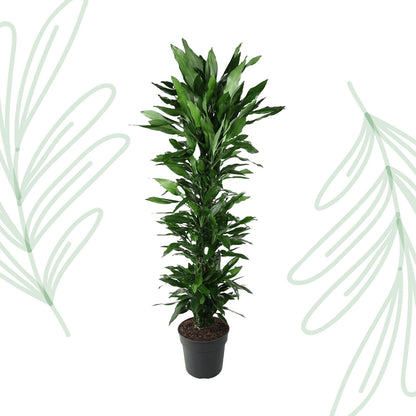 Dracaena Janet Lind vertakt - 170 cm - Forest Plants