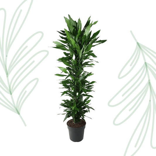 Dracaena Janet Lind vertakt - 170 cm - Forest Plants
