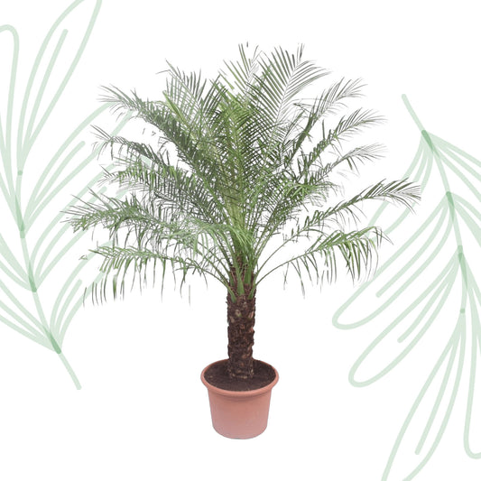 Phoenix Roebelinii - 200 cm - Forest Plants