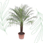 Phoenix Roebelinii - 200 cm - Forest Plants