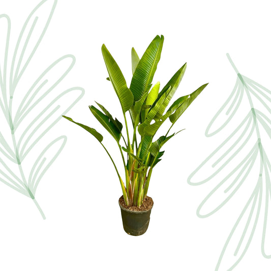 Strelitzia Augusta multi stam XXL - 225 cm - Forest Plants