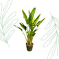 Strelitzia Augusta multi stam XXL - 225 cm - Forest Plants