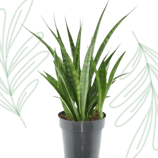 Sansevieria kirkii 'Friends' - 38 cm