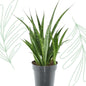 Sansevieria kirkii 'Friends' - 38 cm