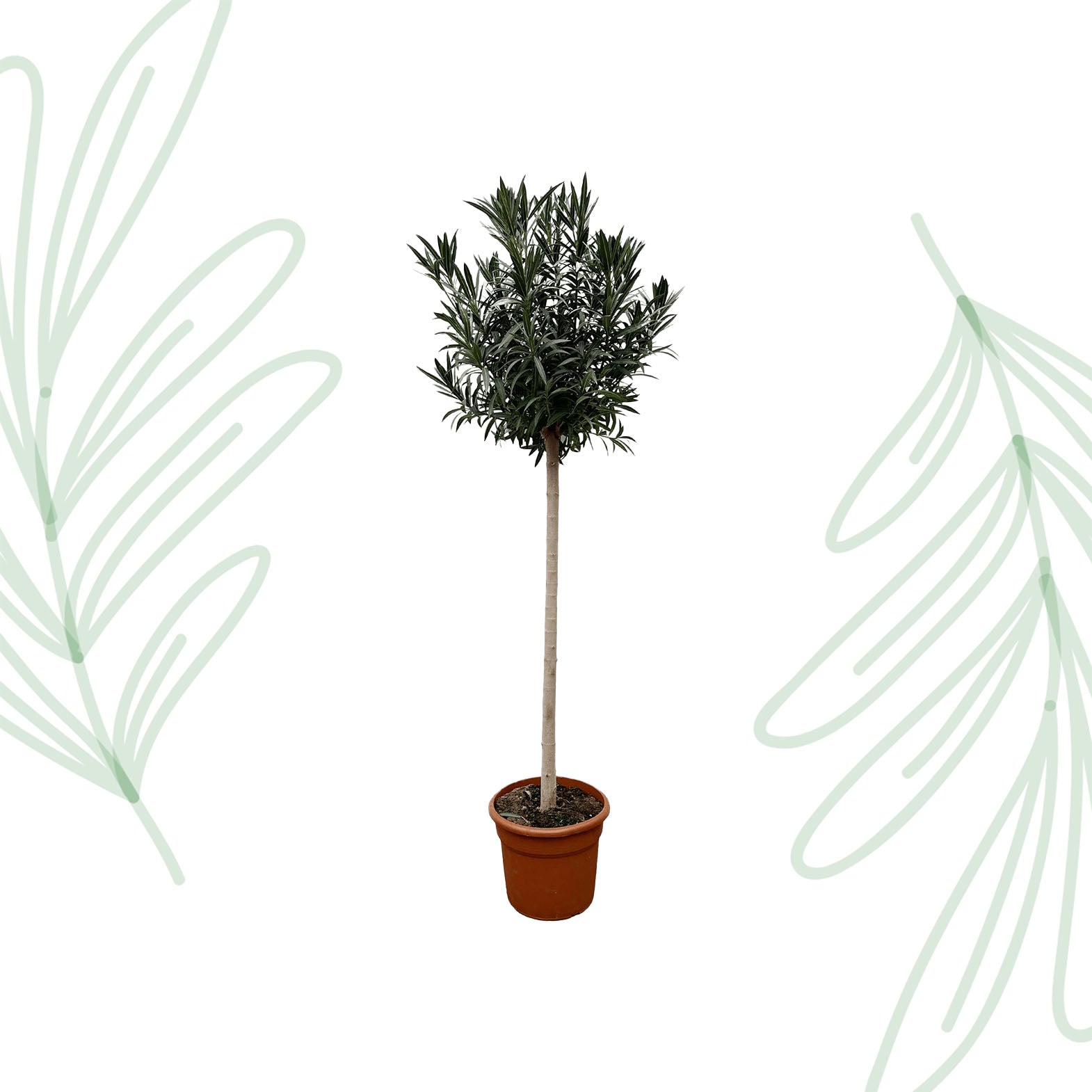 Nerium Oleander op stam met rode bloem - 170 cm - Forest Plants