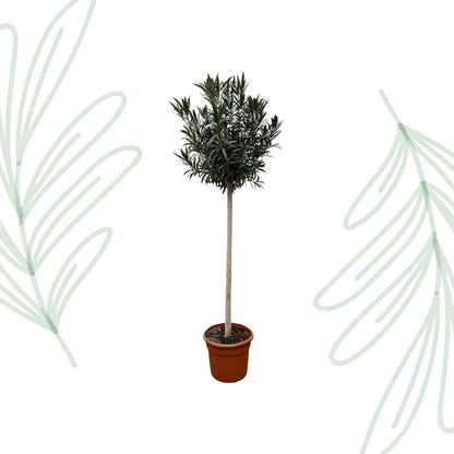 Nerium Oleander op stam met rode bloem - 170 cm - Forest Plants