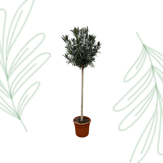 Nerium Oleander op stam met rode bloem - 170 cm - Forest Plants