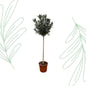 Nerium Oleander op stam met rode bloem - 170 cm - Forest Plants