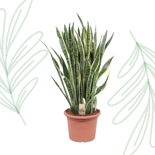 Sansevieria Laurentii - 100 cm - Forest Plants