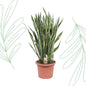 Sansevieria Laurentii - 100 cm - Forest Plants