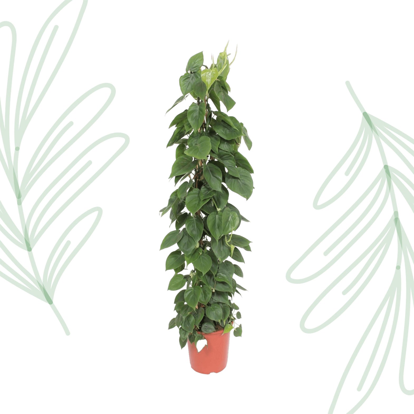 Philodendron Scandens gaasrek - 150 cm - Forest Plants