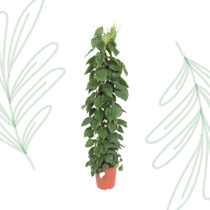 Philodendron Scandens gaasrek - 150 cm - Forest Plants