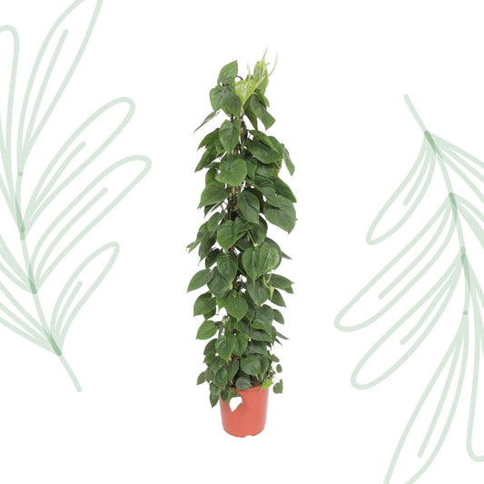 Philodendron Scandens gaasrek - 150 cm - Forest Plants