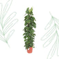 Philodendron Scandens gaasrek - 150 cm - Forest Plants