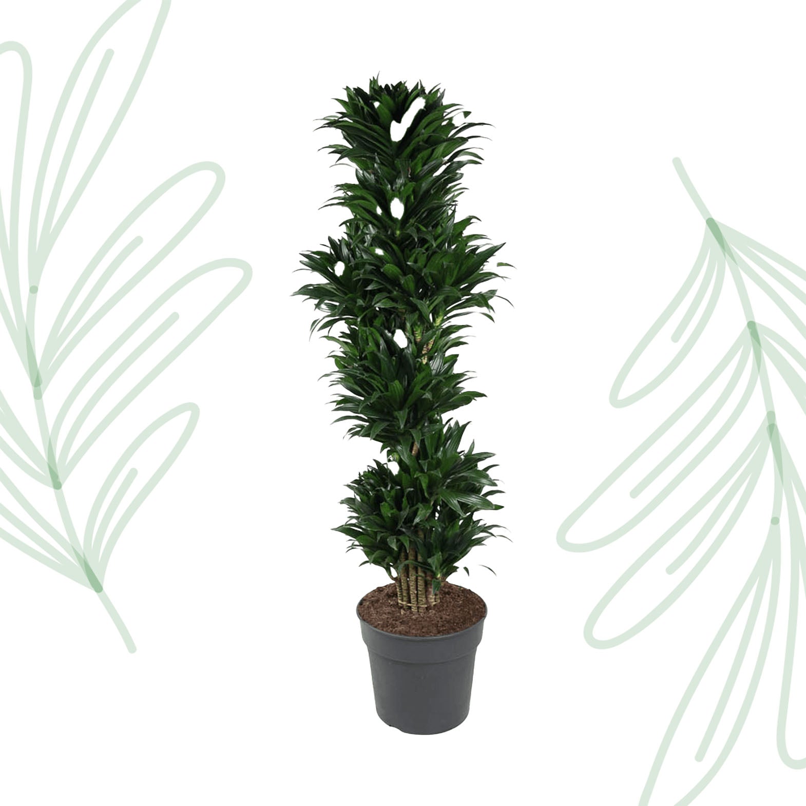 Dracaena Compacta vertakt - 170 cm - Forest Plants