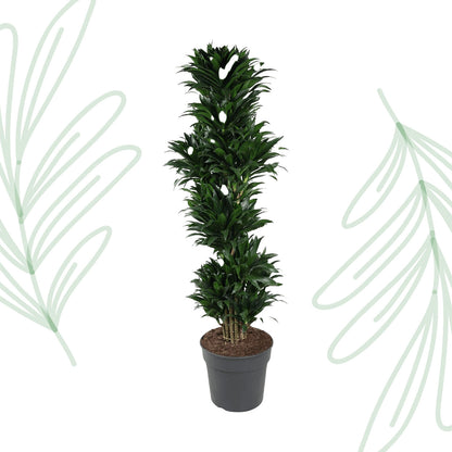 Dracaena Compacta vertakt - 170 cm - Forest Plants