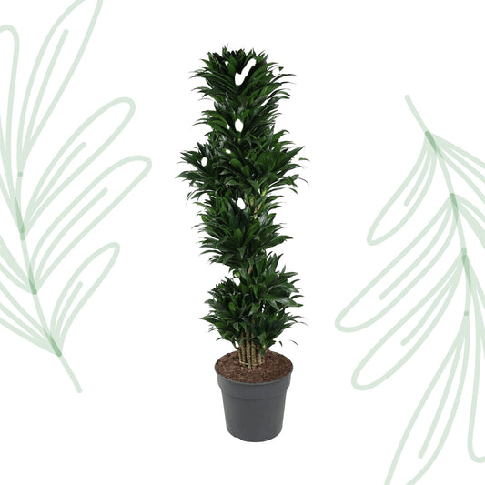 Dracaena Compacta vertakt - 170 cm - Forest Plants