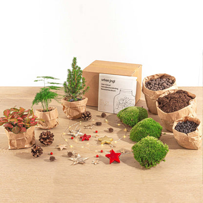 DIY Christmas Planten terrarium pakket - Mini-kerstboom - Navulling & Startpakket