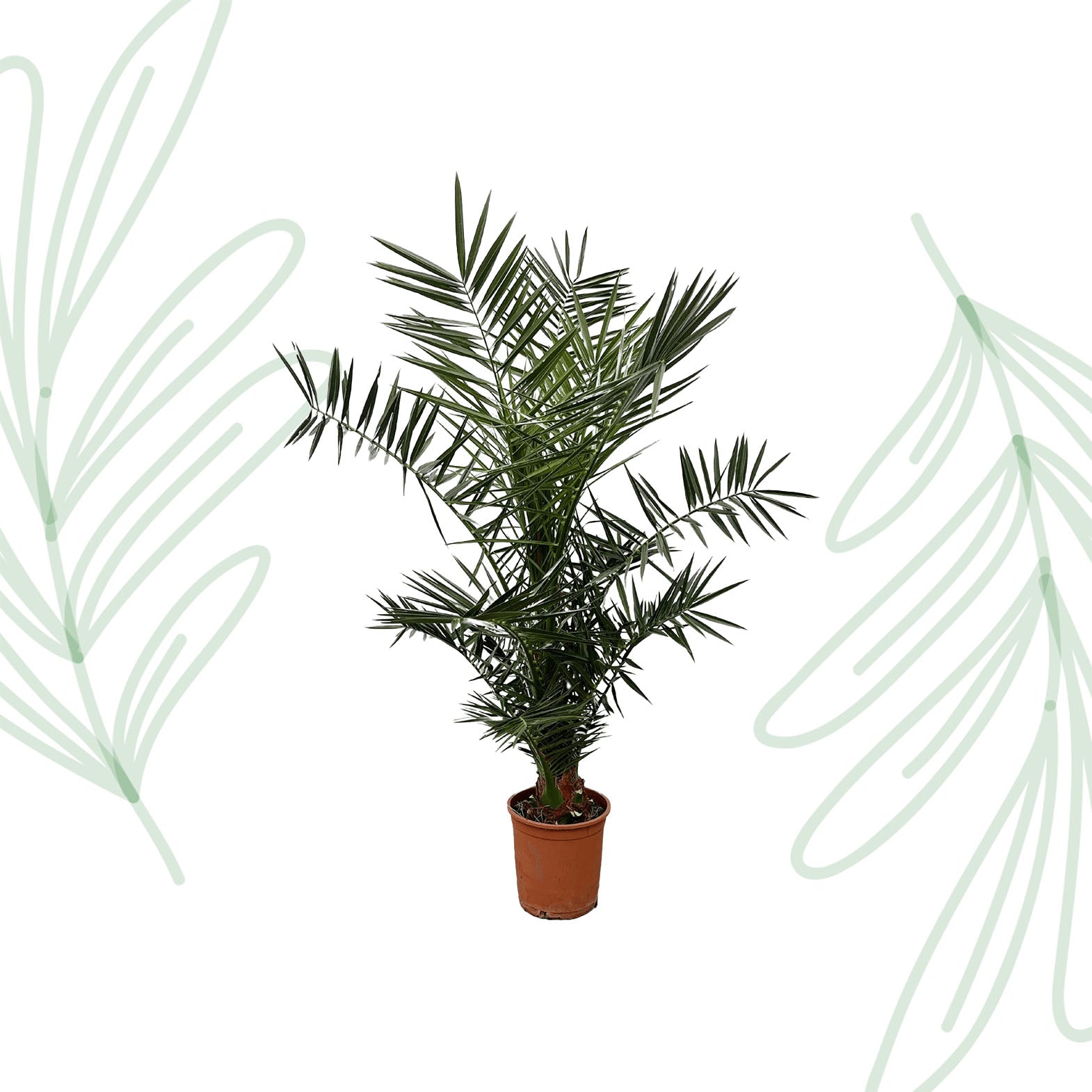 Phoenix Canariensis - 120 cm - Forest Plants