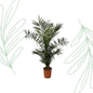 Phoenix Canariensis - 120 cm - Forest Plants