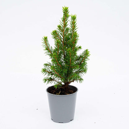 6x Mini-kerstboom - Picea Glauca Perfecta - Ø 6 cm ↕ 15-20 cm