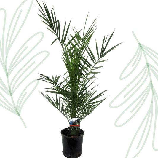 Phoenix Canariensis - Forest Plants