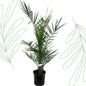 Phoenix Canariensis - Forest Plants
