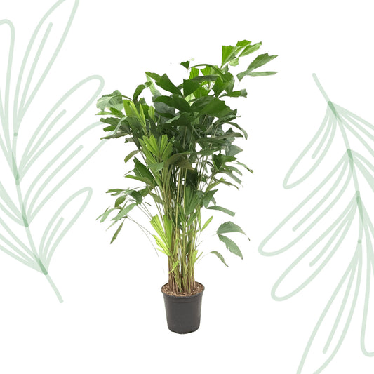 Caryota Mitis - 160 cm