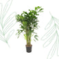 Caryota Mitis - 160 cm