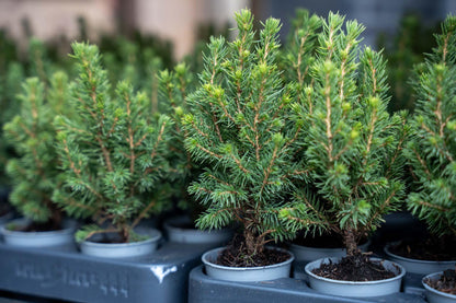 3x Mini-kerstboom - Picea Glauca Perfecta - Ø 6 cm ↕ 15-20 cm