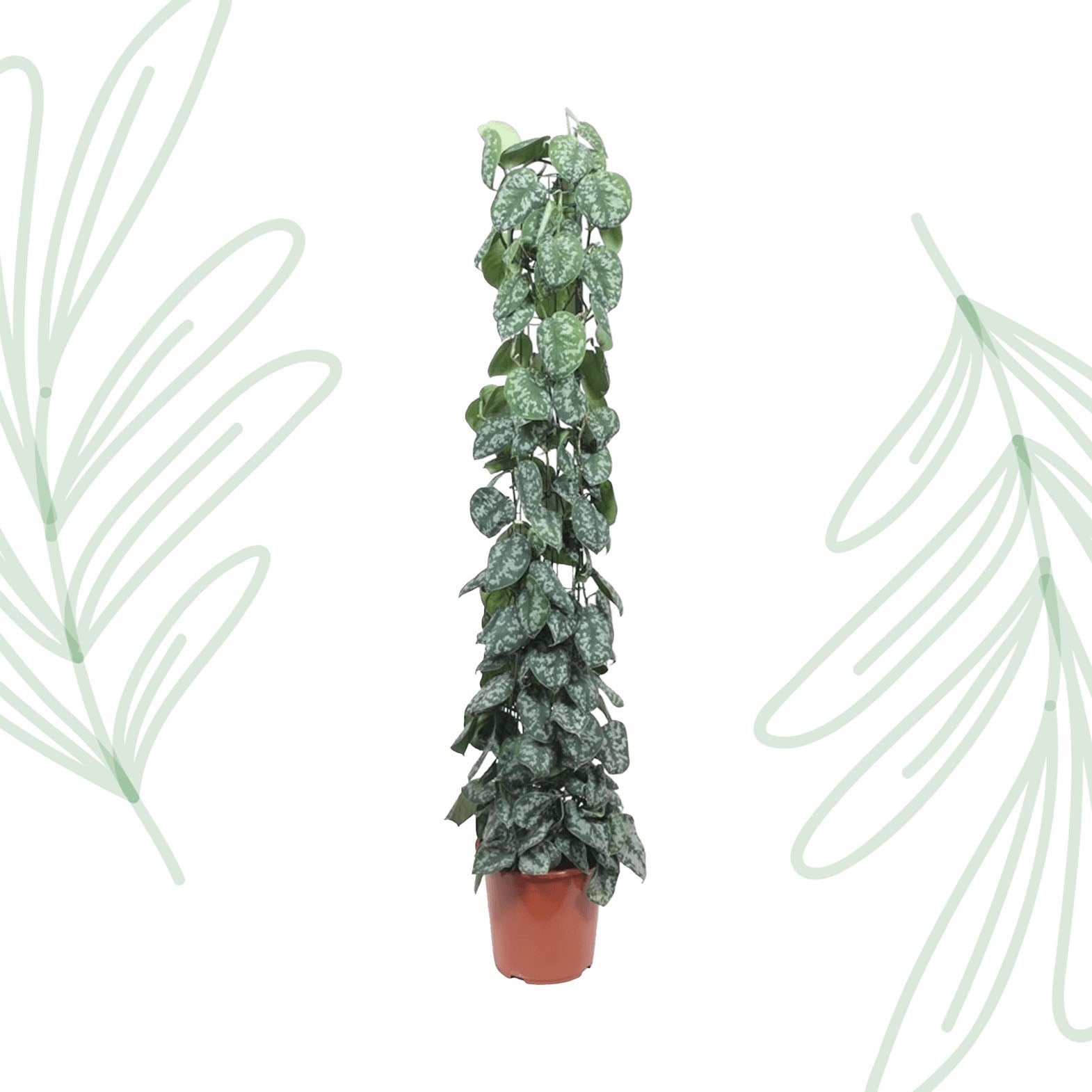 Scindapsus Pictus Trebie gaasrek - 160 cm - Forest Plants