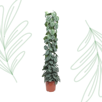 Scindapsus Pictus Trebie gaasrek - 160 cm - Forest Plants
