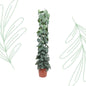 Scindapsus Pictus Trebie gaasrek - 160 cm - Forest Plants